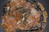 Polished Rainbow Petrified Wood Round - Arizona #352263-3